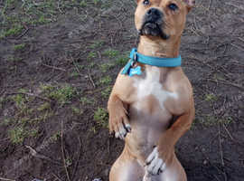 Dog sitting/drop in visits/pet sitting.