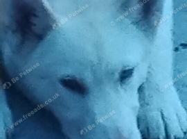 White Malamute mix husky puppy