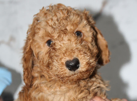 Health tested f1b cockapoo ready now