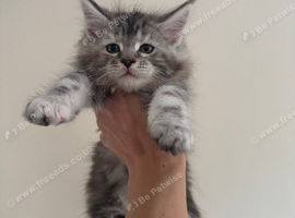 8 week pure Maine coons! Ready to leave