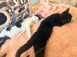 Kitten looking for loving home
