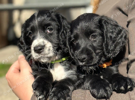 2 lovely black Working cocker spaniels left