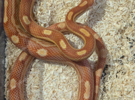 Baby amel motley corn snake