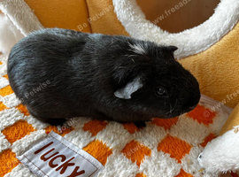 Female guinea pig