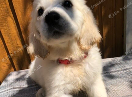 Ready now Golden Retriever pups