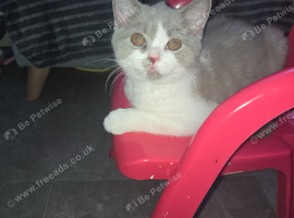Full Britishshort kittens olny 1 boy  ready now