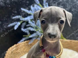 Italian Greyhound Puppies