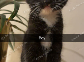 2 gorgeous kittens left
