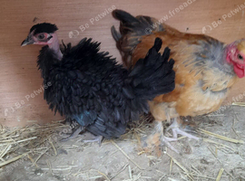 Pair of necked neck bantam chickens