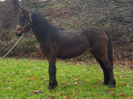 Welsh d cross filly