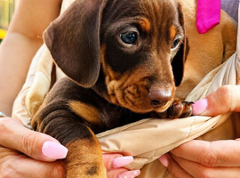 Miniature dachshund puppy&rsquo;s READY NOW!