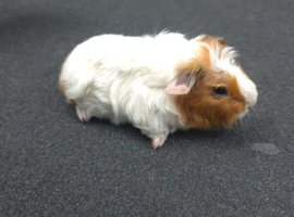 Male guinea pigs