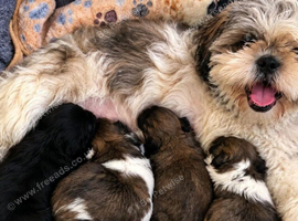 Shihtzu puppy 8 weeks old