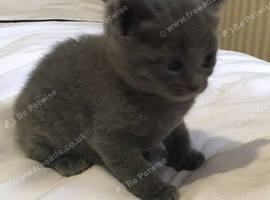 Only 3 kittens available
