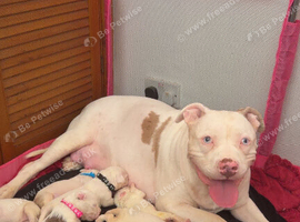 American bully pups