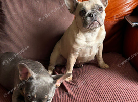 The cutest sweetest little pup kc reg needs a home