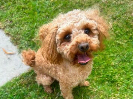 Beautiful Toy Poodle both males