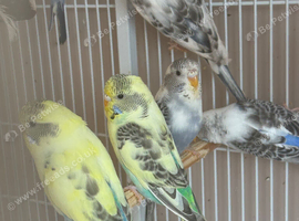 Baby budgies