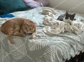 Rehome 2 cats