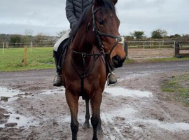 IVY 15.3hh 5 year old PERFECT HAPPY HACK/LOW LEVEL ALLROUNDER