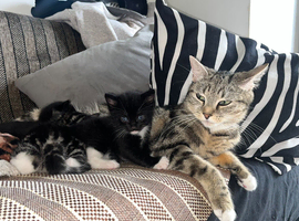 Adorable Tabby Kittens Looking for Their Forever Homes!