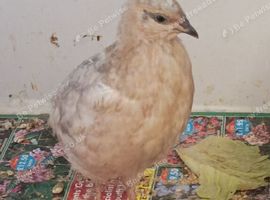 Available 1 x 7 week old Rarer colour powderpuff golden beige male and 2 laying age hens &pound;22 the group
