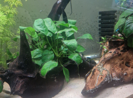 Bogwood with live plant attached