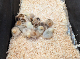 Beautiful day old pekin bantam chicks