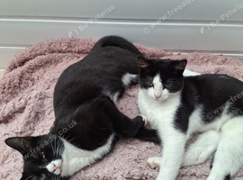 kittens