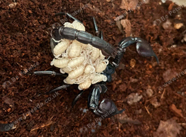 Baby Asian forest Scorpions