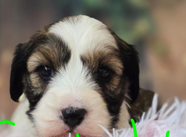 Tibetan Terrier puppies