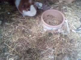 2 male guinea pigs one 4yrs old and 1 yrs old