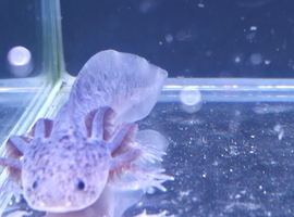 Axanthic axolotl