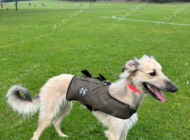 Lurcher pups for sale