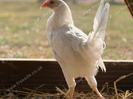 Bason White hens