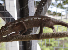 Panther Chameleons