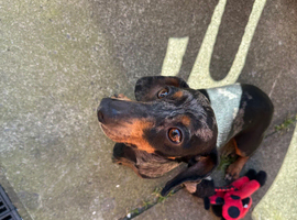KC Registered Dachshund