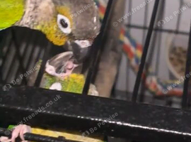 Beautiful female 8 week conure