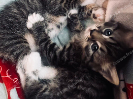 Very sweet kittens