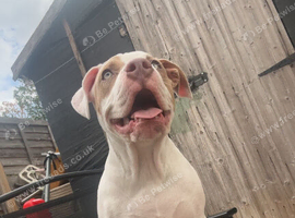 Roxy our sweet staff girl