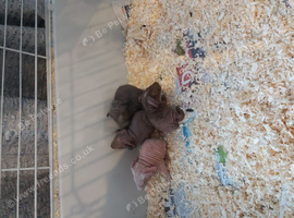 Skinny pigs for sale
