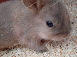 beautiful Female baby bunny approx 10 weeks old