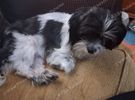 3 year old little lady needs a new home