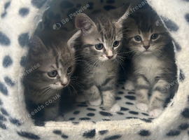 Ragdoll Cross
