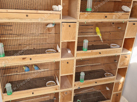 Budgie breeding cages breeding pairs also available