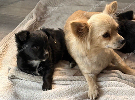 LAST BOY. Long haired chihuahua pups