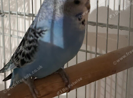 Budgies for sale &pound;10 each