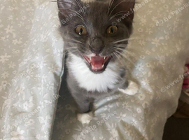 Kitten needing her forever home