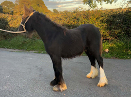 Black cob filly