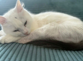 Female cat for sale